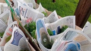 Петунии в кашпо 🌺 красиво и не сложно