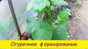 Огуречное формирование
