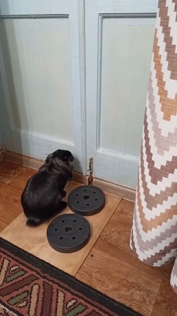 🐰 Когда уже пять секунд никто не открывает балкон