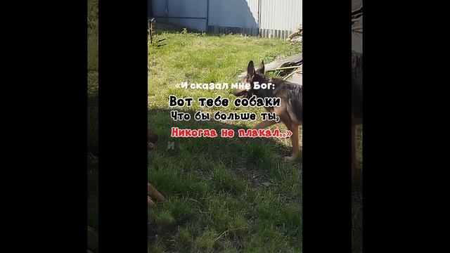 Мои любимые 💋🐾🦮 смотреть онлайн