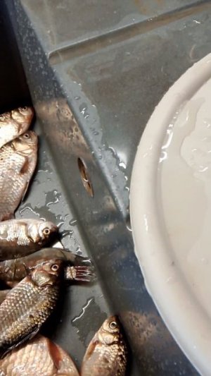 Улов 🐟🐟🐟🐋🦈