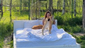 В ПОСТЕЛИ С БОЛЬШИМИ КОШКАМИ