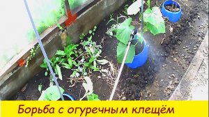 Борьба с огуречным клещём