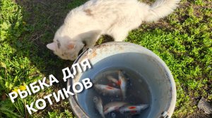 Сходил на рыбалку  и наловил окуней для котиков и для себя на жареху