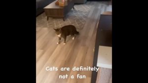 смешные котики
