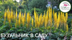 Бузульник в саду