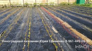 Виноградная школа 2026 года