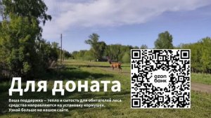 Гимн защитников природы: Тропы Залесного зовут к заботе о лесе