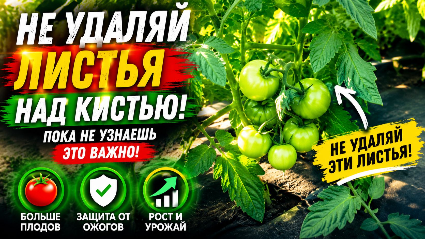 Томаты: почему нельзя удалять листья НАД кистью с плодами. смотреть онлайн