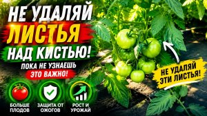 Томаты: почему нельзя удалять листья НАД кистью с плодами.