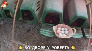 Содержание кур в домашних условиях и других птиц во дворе у Роберта 🐣🐤🦆🐔🪿🦃 (515)