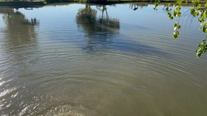 Привоз африканского сома на малый водоем