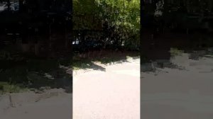 погудка