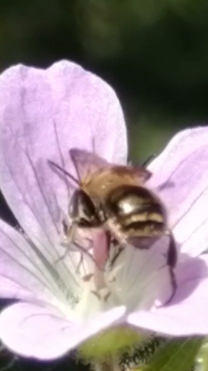 Наблюдаем за пчелой вблизи 🔍 #shorts #природа