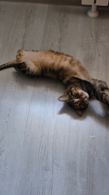 Кот трёхлапый Лёлик смотреть онлайн