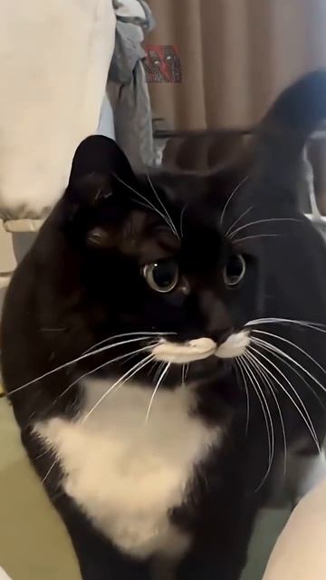 Забавные и невероятно милые котики!!! 😼🫶😎