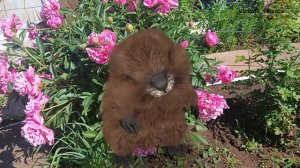 Дарите женщинам цветы! Бобряша дарит всем пилоны королевские 🤗👍🌺