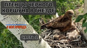 Птенцы Черного Коршуна в гнезде. Часть 1