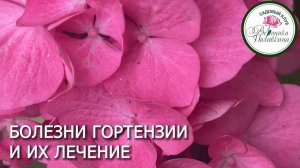 БОЛЕЗНИ ГОРТЕНЗИИ И ИХ ЛЕЧЕНИЕ