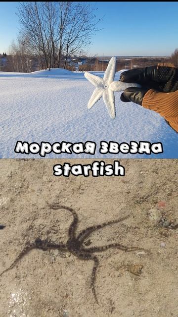 Названия животных для детей на природе: горилла, морская звезда, курица, верблюд #ранееразвитие