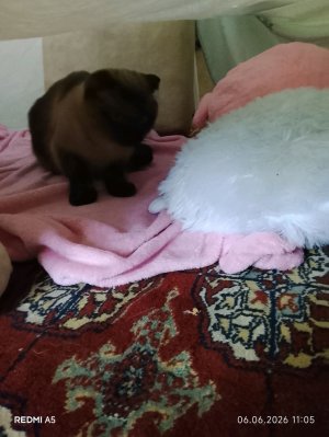 Новый дом из подушек!♡