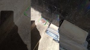 помощь бездомным котам