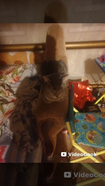 maxvell the cat theme/🐈,нет это ася