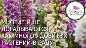 Ядовитые растения
