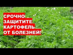 Почему Нужно Срочно Защитить Картофель от Болезней?!