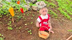 Жизнь маленькой обезьянки 27часть🙈🐷🐶