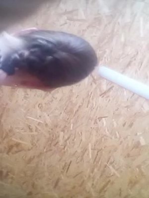 ах