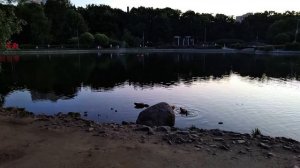 Парк Дубки: огари и огарята