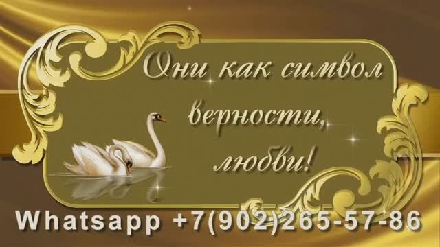 Фотомонтаж с годовщиной свадьбы 50 лет родителям от сына к подарку