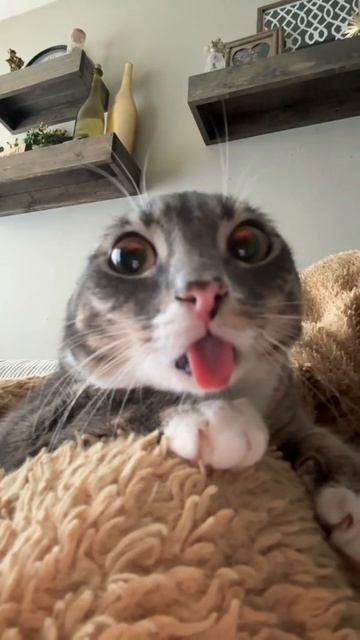 кот ригби смотреть онлайн