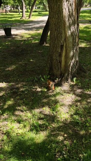 Белка 🐿️ в городском парке культуры и отдыха смотреть онлайн