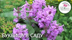Буквица садовая