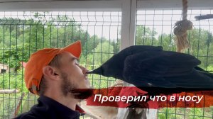 У Гоши новая тренировочная игрушка! Летние грозы пришли