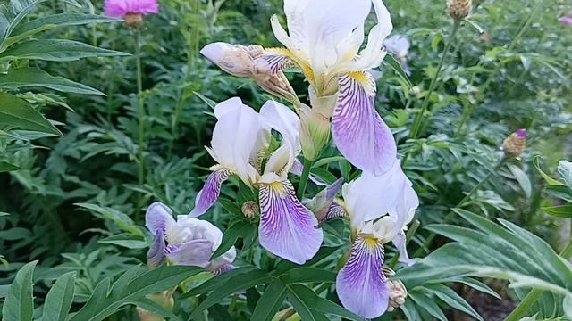 #какая красота  пионы ирисы цветочки
