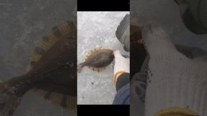 Зимняя рыбалка на камбалу