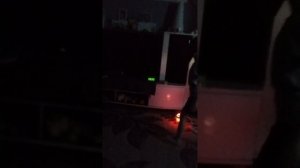мы нашли котика и Дима станцевал для вас свой танец 😊