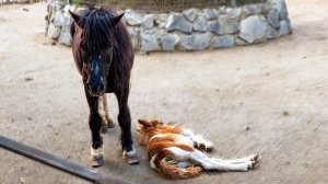 Ночка РОДИЛА Денёчка! Маленькому пони 4 дня! Как покормить котов чтоб угодить?! Раздача зелени!