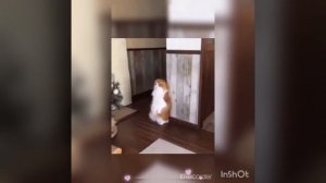 Кот🐱