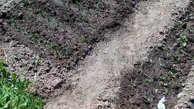 На даче 6 июня 2026 года// работаем// хорошая новость, красота природы в июне. смотреть онлайн