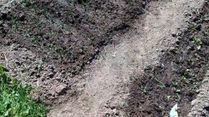 На даче 6 июня 2026 года// работаем// хорошая новость// красота природы в июне// виды деревни.