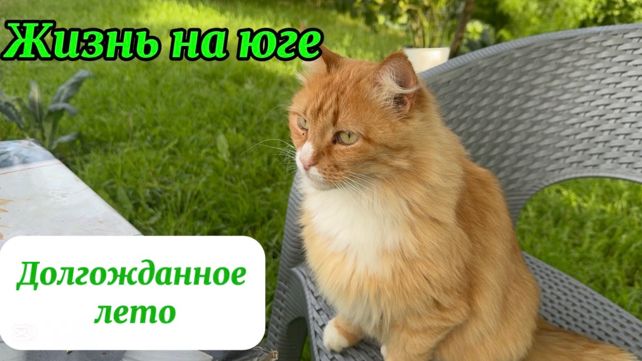❤️Сюрприз с утра/ Собираем урожай/ первая летняя обработка сада смотреть онлайн