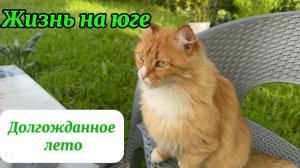 ❤️Сюрприз с утра/ Собираем урожай/ первая летняя обработка сада