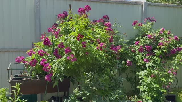 Южная часть сада 💐Перенниал Блю💜 6 июня 💜 смотреть онлайн