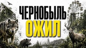 Чернобыль стал раем для животных. Но почему?