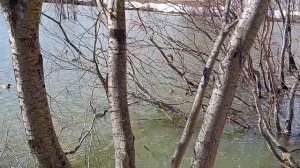 утки дикие вернулись с курорта