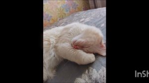 💚пушок💗